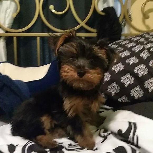 Meet your Posher, Leon - Picture 1 of 1